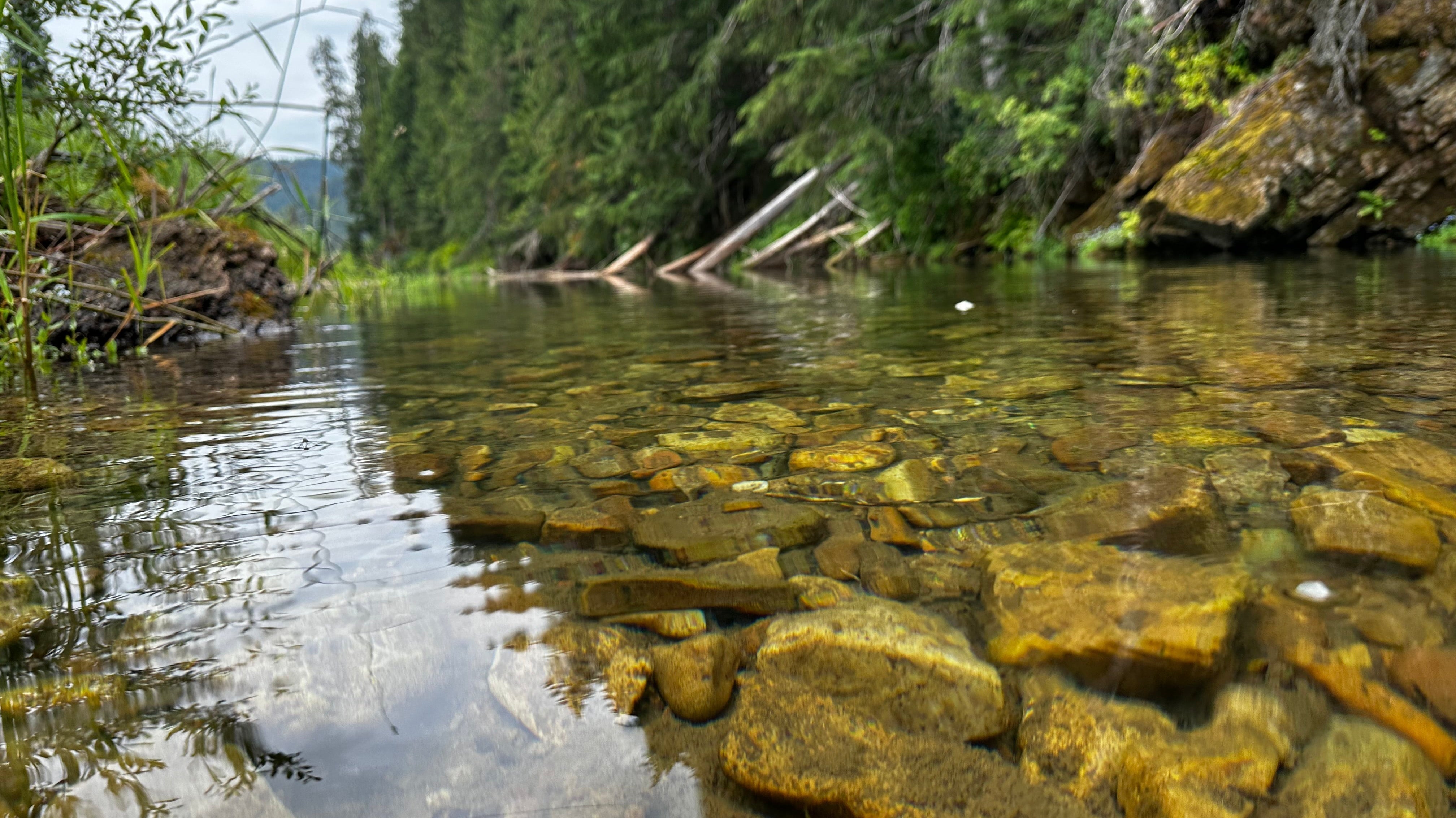 Summer Catch and Release: Trout Fishing