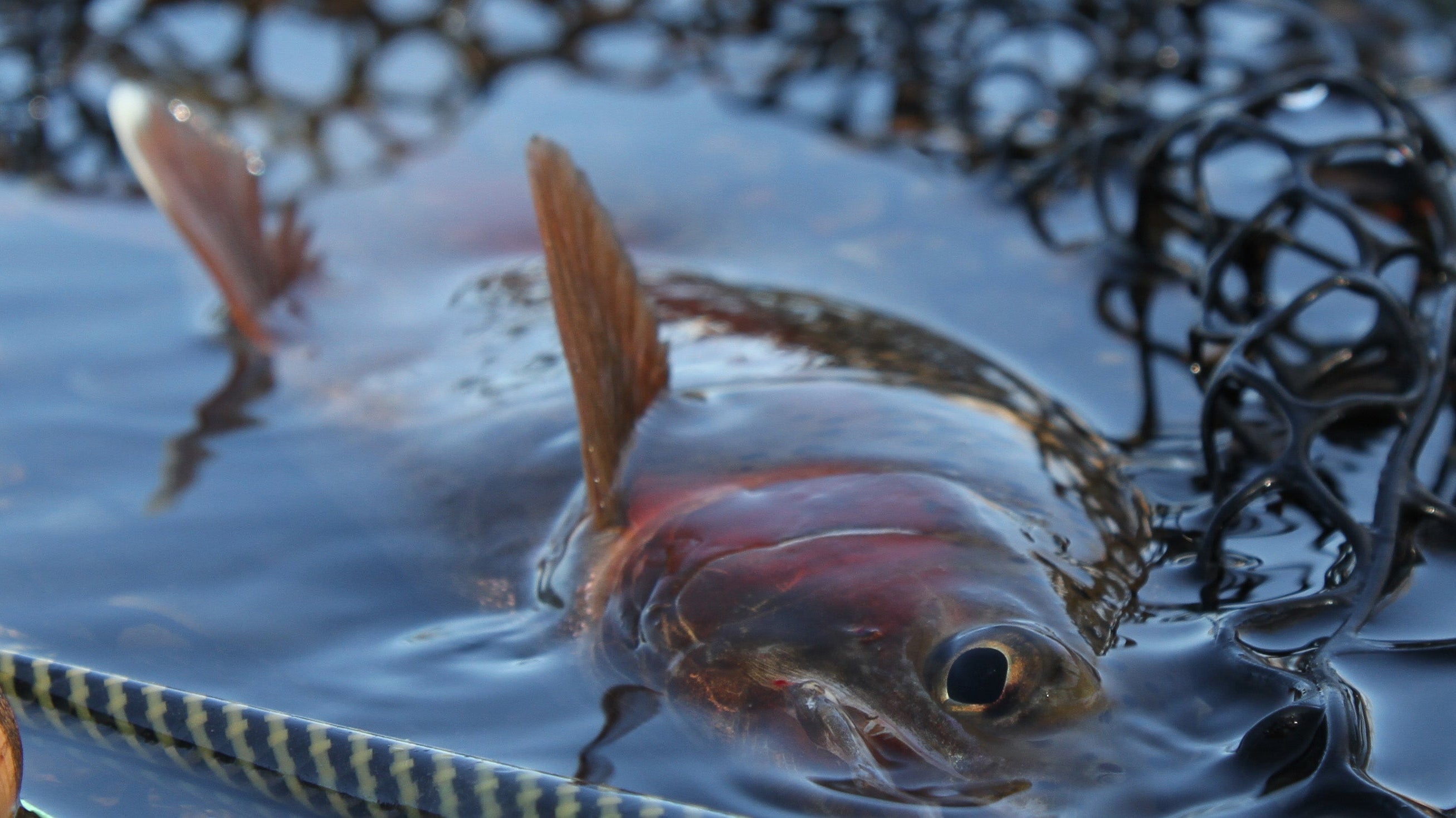 Tailwater Fly Fishing