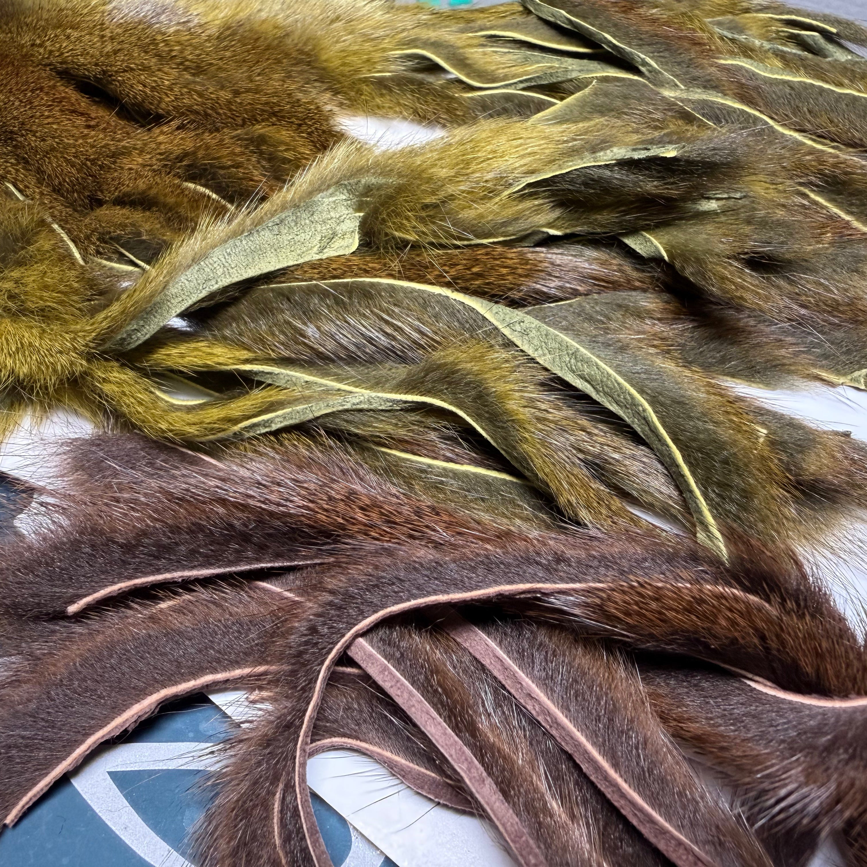 The Underrated Workhorse: Pine Squirrel