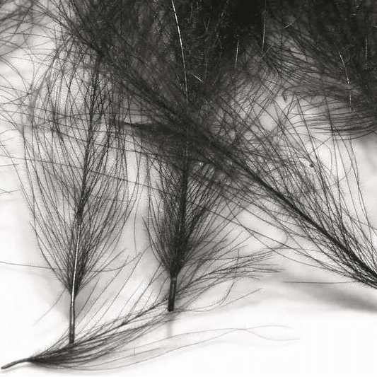 CDC Feathers: A fly tyer's guide to cul-de-canard - Feather Craft Fly Fishing