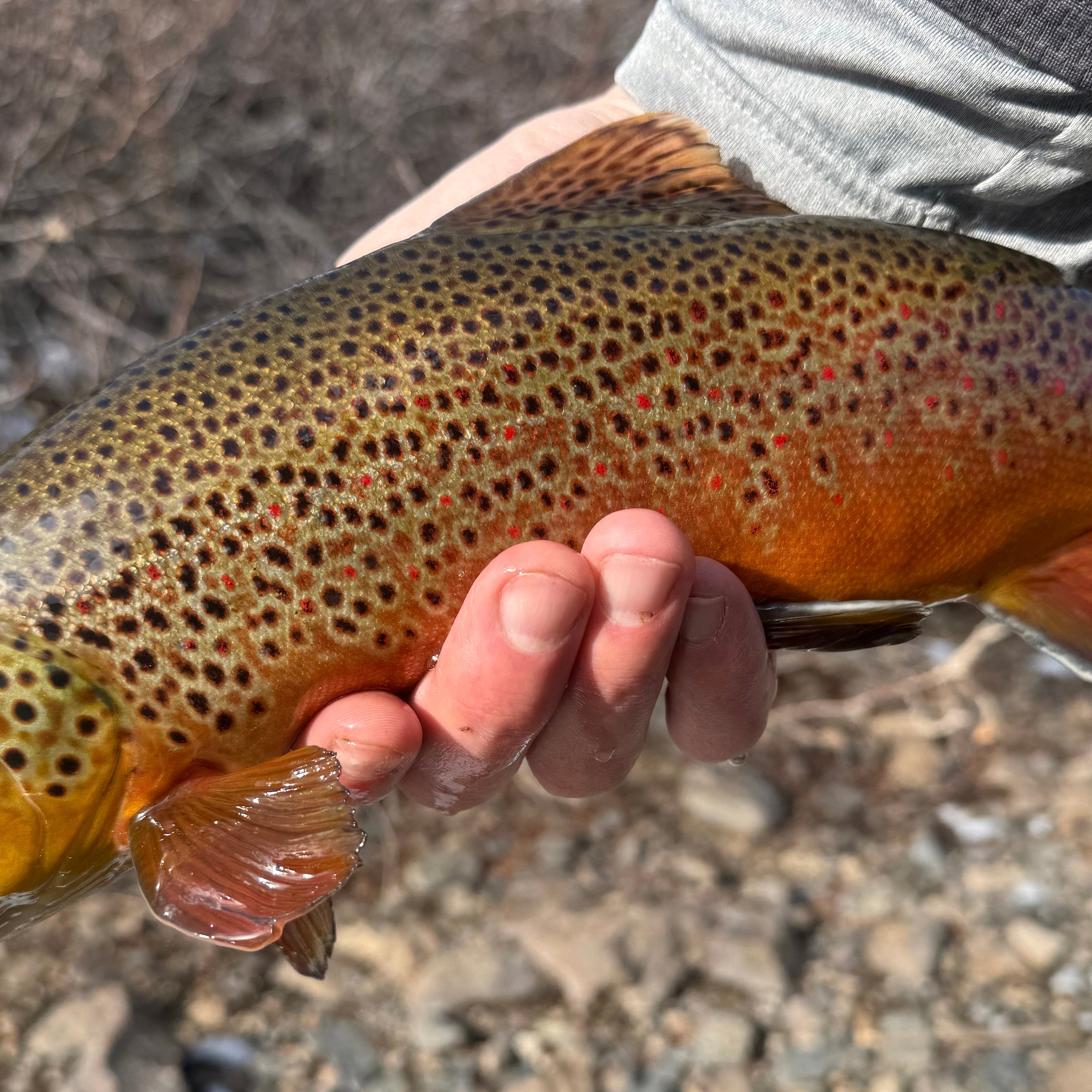 Winter Solitude on the Taylor River