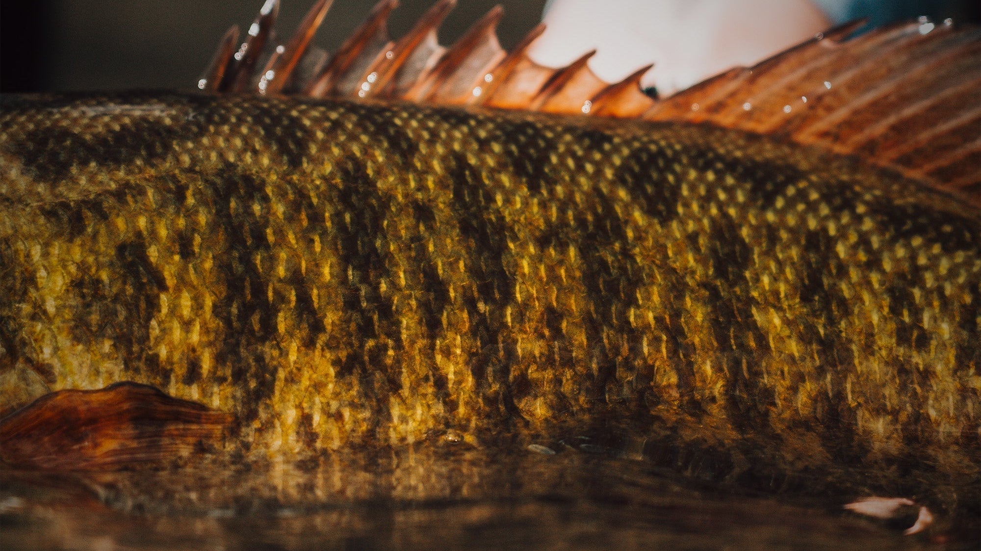 Smallmouth Bass: Pound-for-Pound Powerhouses of Freshwater Fishing - Feather Craft Fly Fishing