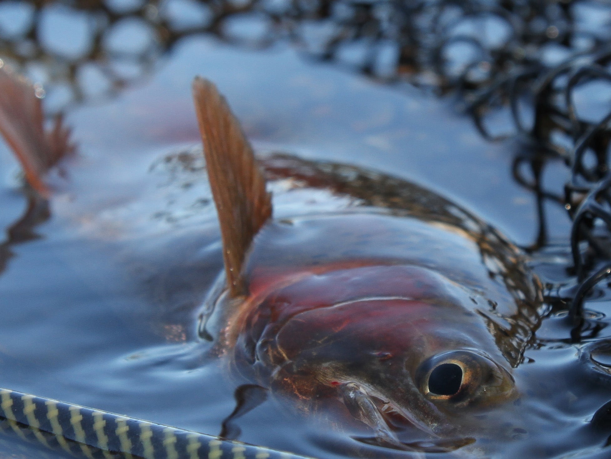 Tailwater Fly Fishing - Feather Craft Fly Fishing