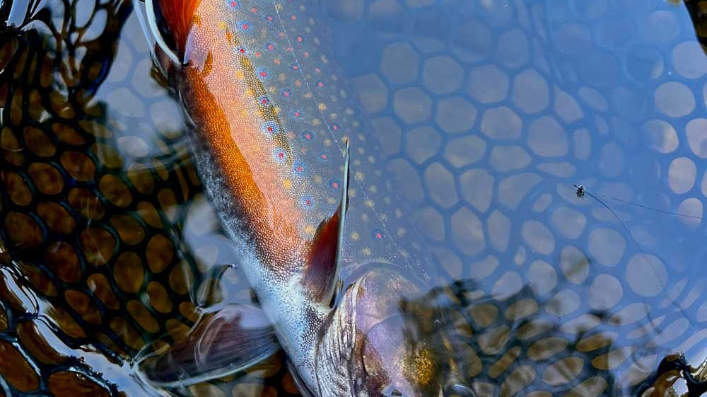 The Shoulder Season Is Becoming the Season - Feather Craft Fly Fishing