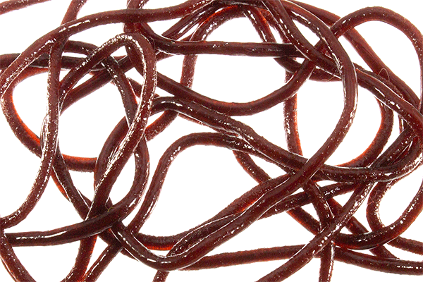 MFC Trina's Squirm Material - Feather Craft Fly Fishing