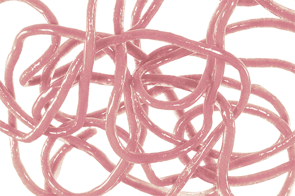 MFC Trina's Squirm Material - Feather Craft Fly Fishing