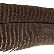 Feather-Craft Large Wild Turkey Tail Feathers - Feather Craft Fly Fishing