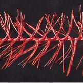 Trilobal Krystal Hackle - Feather Craft Fly Fishing