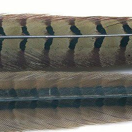 Feather Craft Cock Ringneck Pheasant Center Tail - Feather Craft Fly Fishing