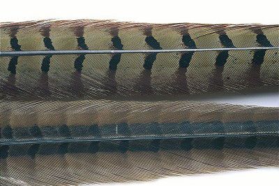 Feather Craft Cock Ringneck Pheasant Center Tail - Feather Craft Fly Fishing
