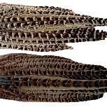 Hen Pheasant Tail Whole Clumps - Feather Craft Fly Fishing