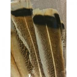 Heritage Turkey Tail Pair - Feather Craft Fly Fishing