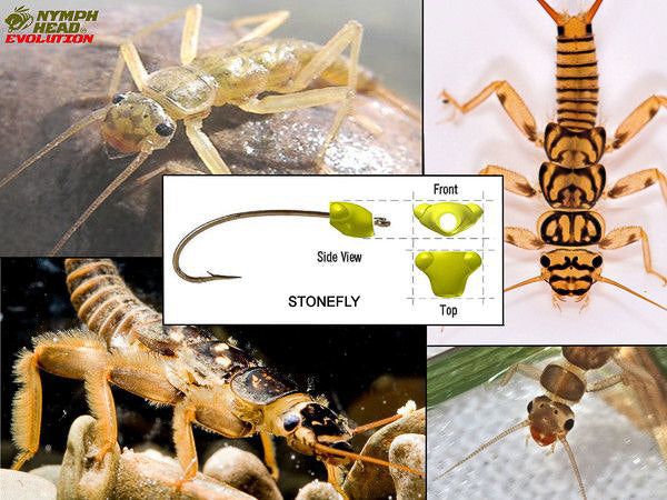 Nymph Head Evolution Stonefly" Tungsten Bead Heads - Feather Craft Fly Fishing