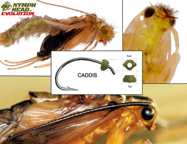 Nymph Head Evolution "Caddis" Tungsten Bead Heads - Feather Craft Fly Fishing