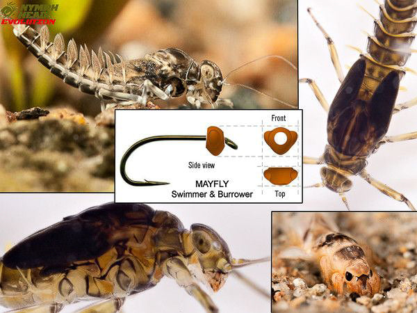 Nymph Head Evolution "Mayfly Swimmers & Burrowers" Tungsten Bead Heads - Feather Craft Fly Fishing