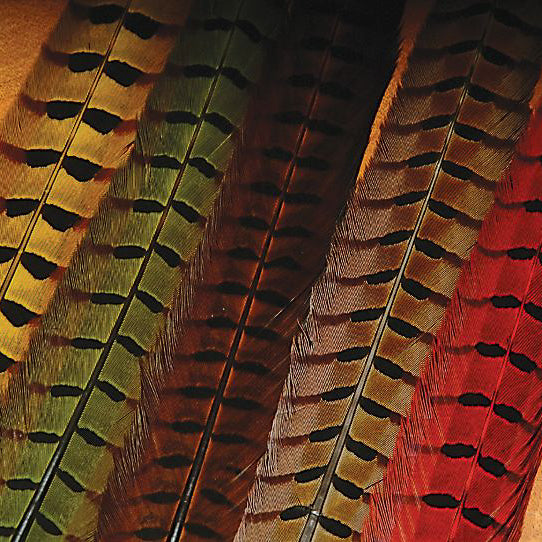 Dyed Pheasant Tails - Feather Craft Fly Fishing