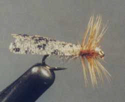 Web Wing - Feather Craft Fly Fishing