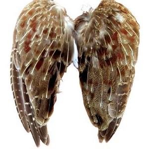 Wild Hungarian Partridge Wing Pairs - Feather Craft Fly Fishing