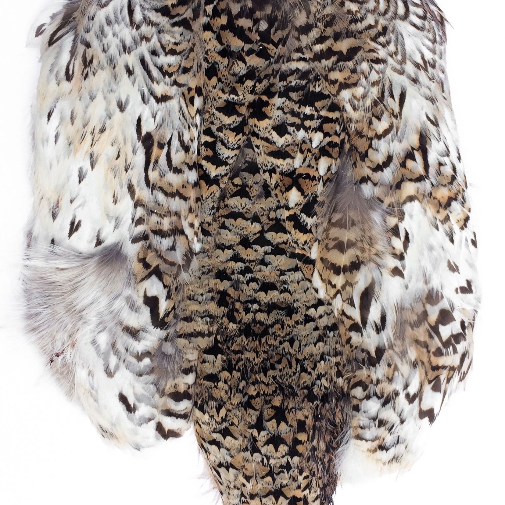 Sharptail Grouse Skin - Feather Craft Fly Fishing