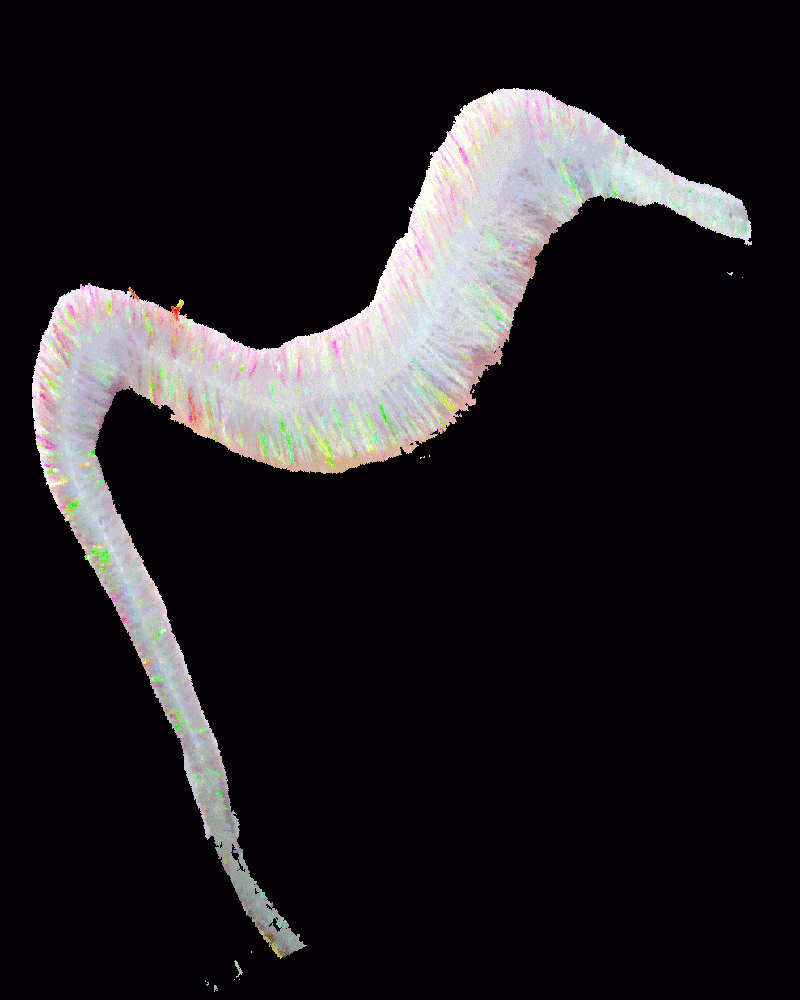 Mangums Crystal Dragon Tails - Feather Craft Fly Fishing