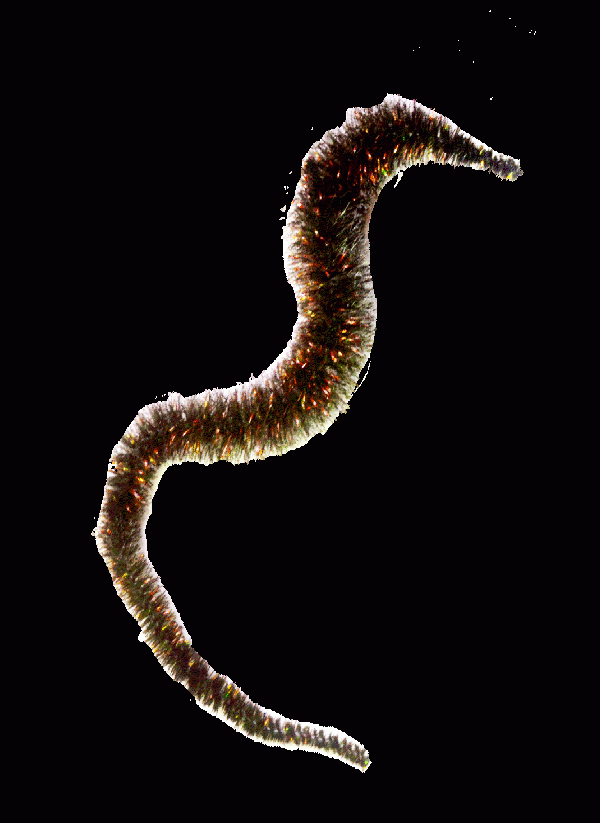 Mangums Crystal Dragon Tails - Feather Craft Fly Fishing