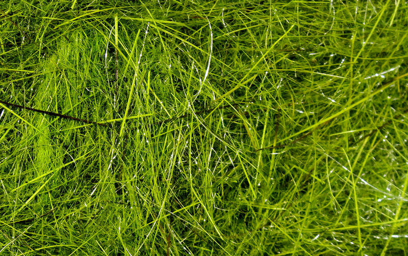 Hareline Hares Ear Plus Dubbing - Feather Craft Fly Fishing