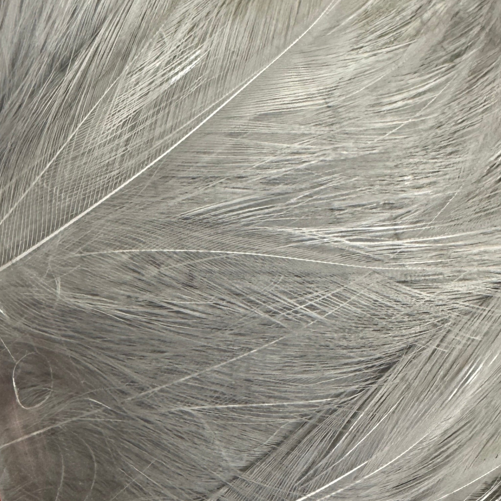 Pearl Gray Saltwater Neck Hackle for Fly Tying