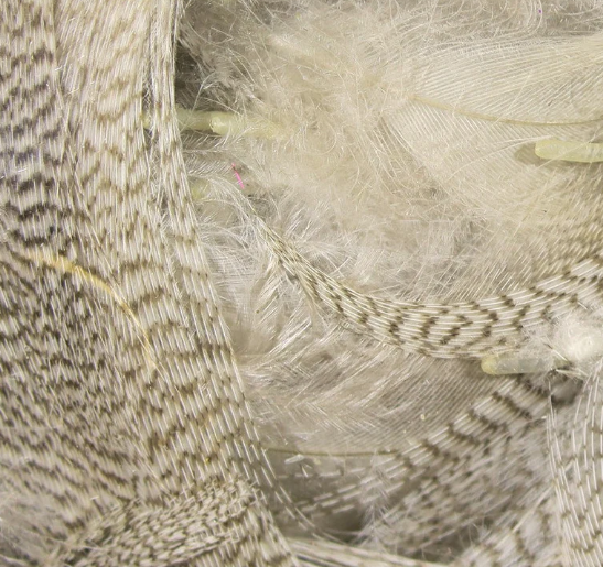 Natural Mallard Flank - Feather Craft Fly Fishing