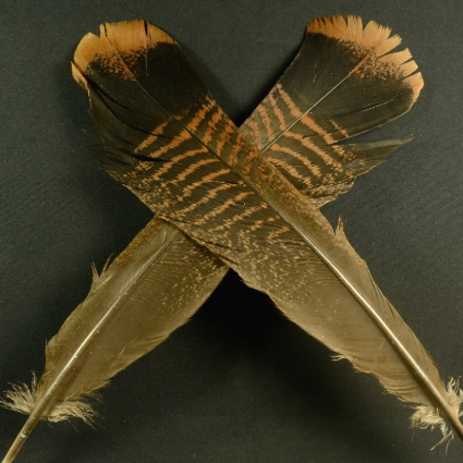 Cinnamon Tip Turkey Tail Feathers - Feather Craft Fly Fishing