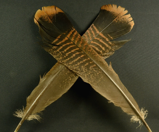 Cinnamon Tip Turkey Tail Feathers - Feather Craft Fly Fishing