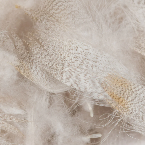 Drake Mallard (Silver Belly) - Feather Craft Fly Fishing