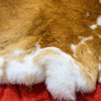 Rabbit Hide - Ed'S Hides (Tan To Cream) Large Piece - Feather Craft Fly Fishing