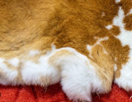 Rabbit Hide - Ed'S Hides (Tan To Cream) Large Piece - Feather Craft Fly Fishing