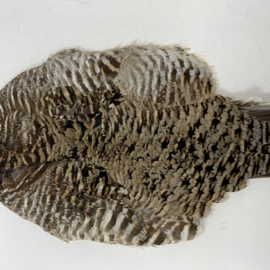 Prairie Chicken Skin - Feather Craft Fly Fishing