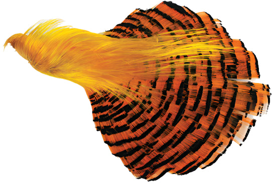 Golden Pheasant Complete Head - Feather Craft Fly Fishing