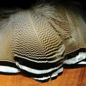 Black & White Tip Wood Duck Flank - Feather Craft Fly Fishing