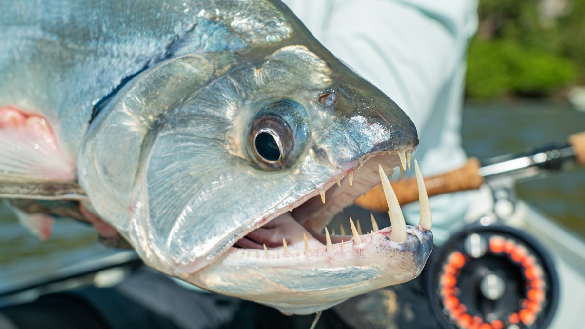 Cortland Line Company - All Purpose XP - Feather Craft Fly Fishing