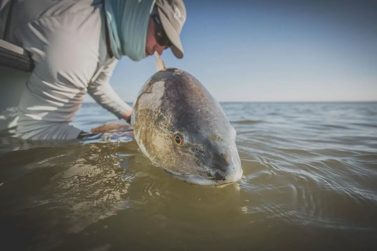 Cold Redfish by Cortland Line Company