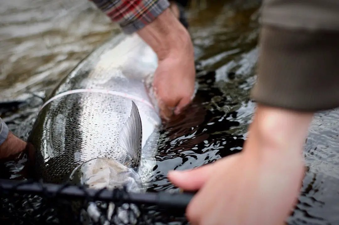 Salmon Steelhead Olive / White by Cortland Line Company