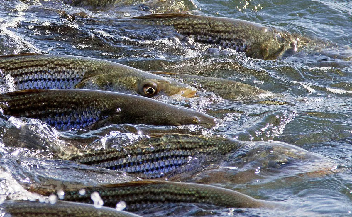 Striped Bass Blitz by Cortland Line Company