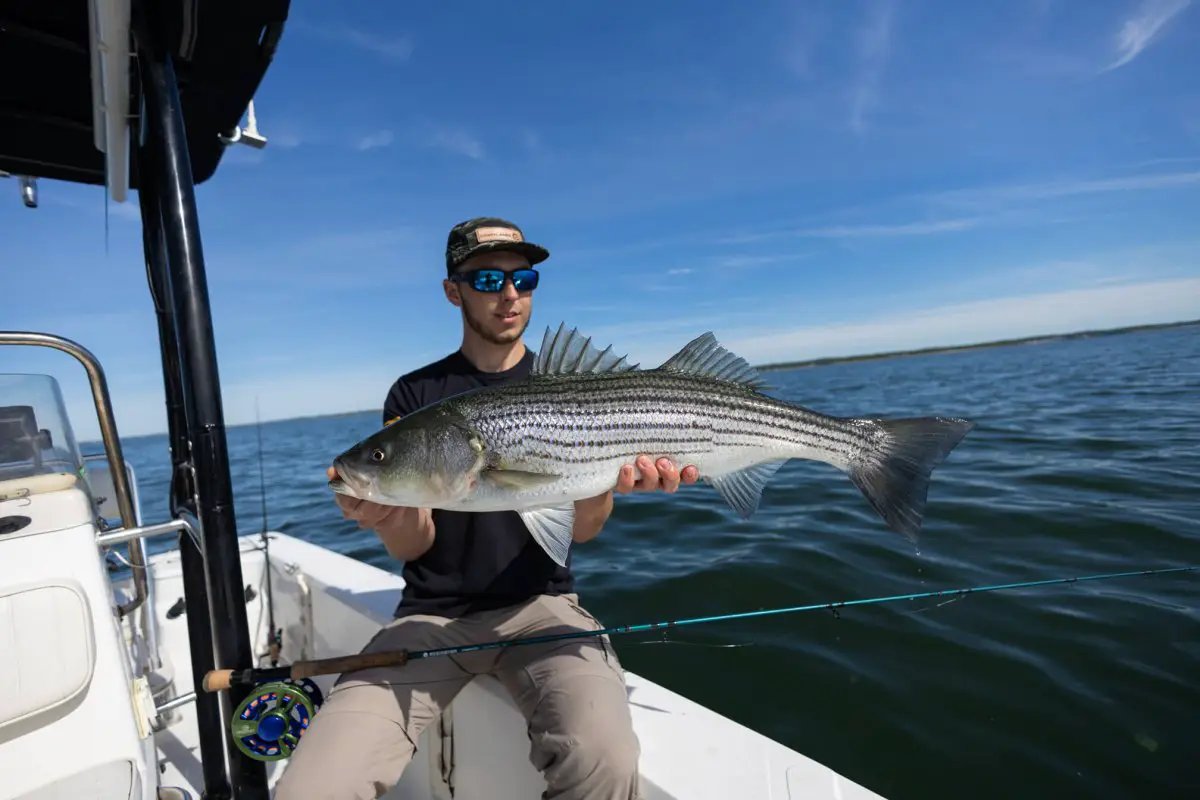 Striped Bass Sink 8 by Cortland Line Company