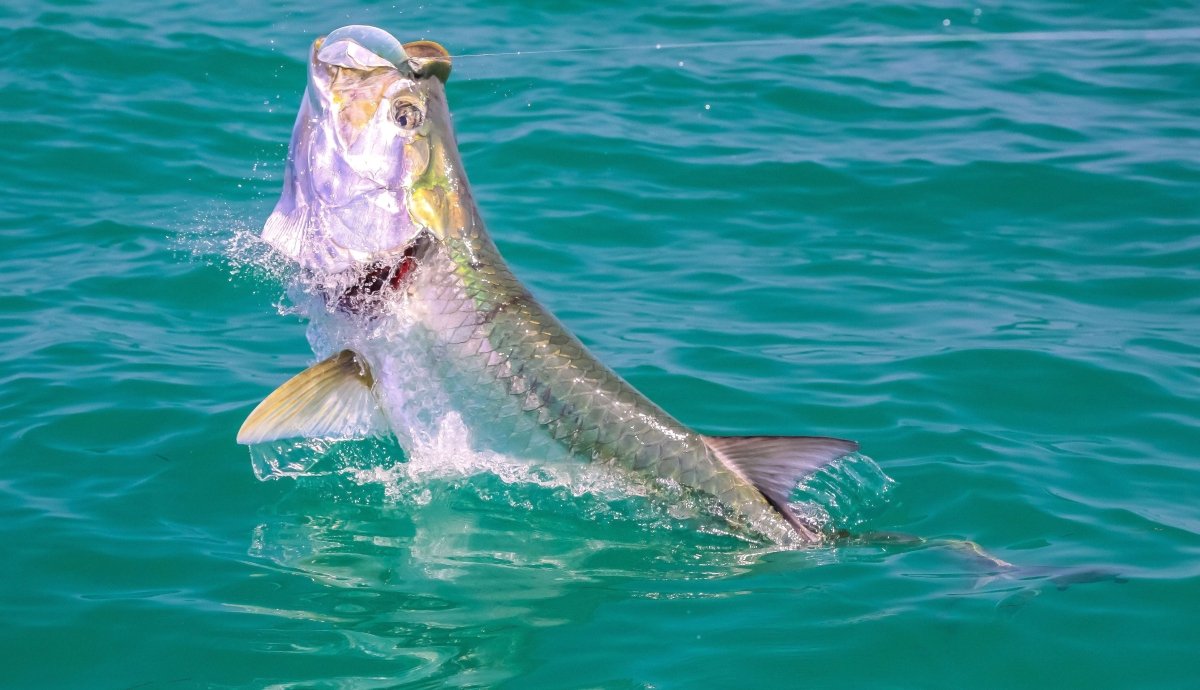Tarpon Taper Clear by Cortland Line Company