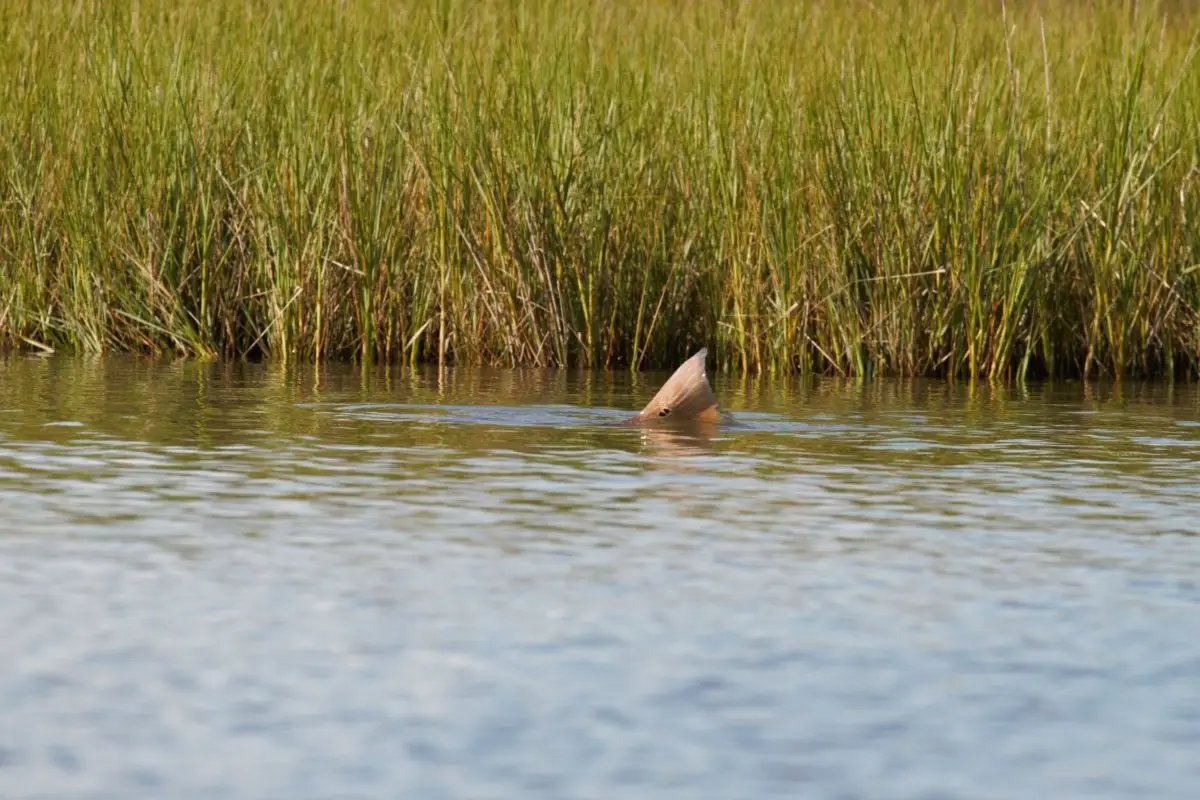 Tropic Redfish by Cortland Line Company