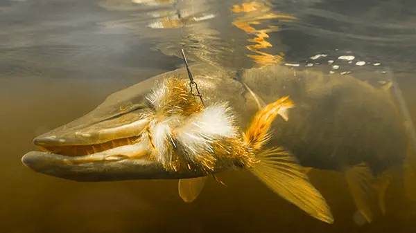 Echo Musky Fly Rods by Echo