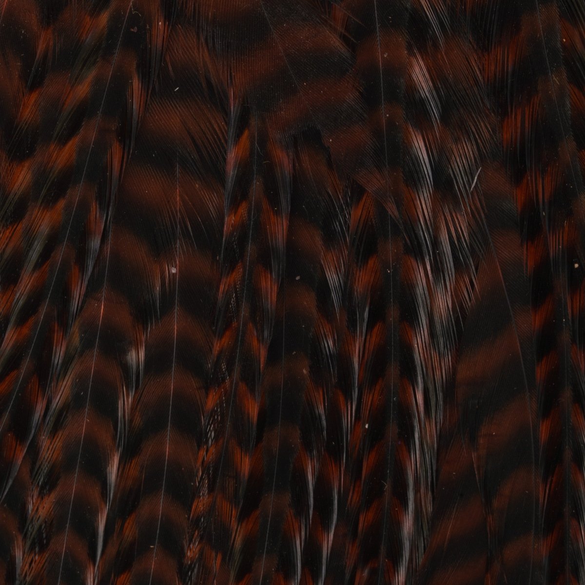 Ewing - Ewing Woolly Bugger Hackle Packs - Feather Craft Fly Fishing