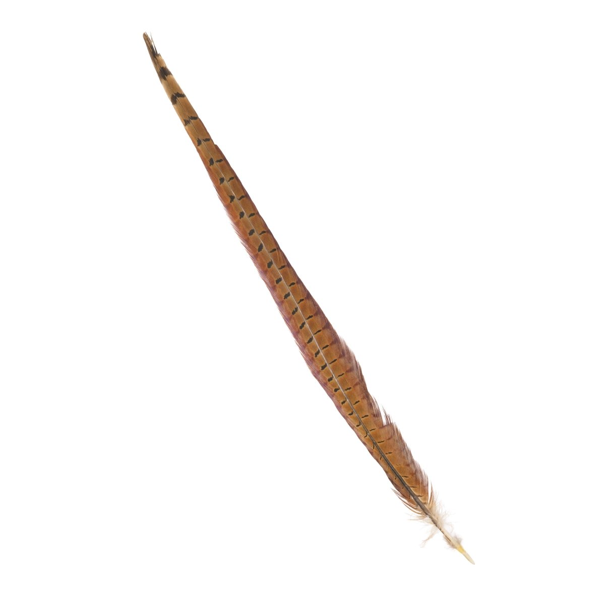 Feather Craft - Feather Craft Cock Ringneck Pheasant Center Tail - Feather Craft Fly Fishing