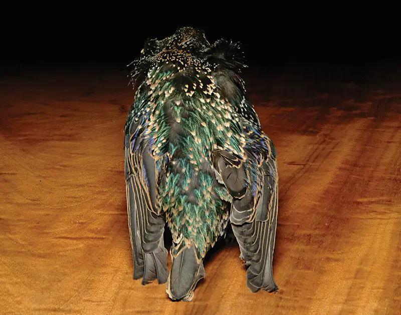 Feather-Craft Premium Starling Skin by Feather Craft
