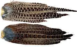 Hen Pheasant Tail Whole Clumps by Feather Craft