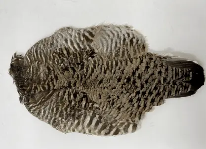 Prairie Chicken Skin by Feather Craft