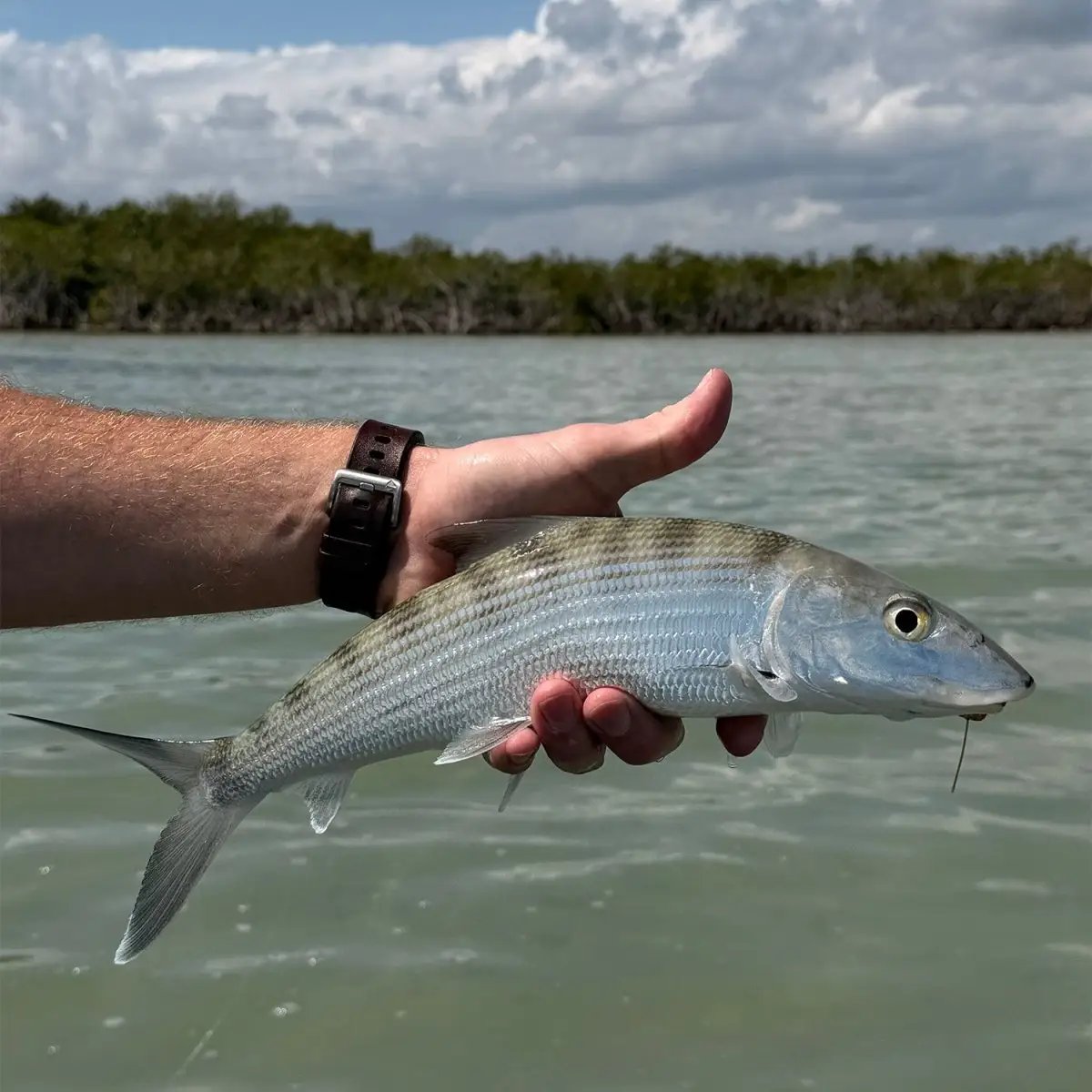 El Pescador Lodge Belize | Hosted Week by Feather Craft Pursuits